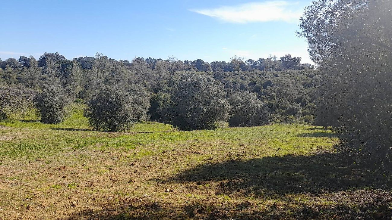 Terreno à venda em Santarém
