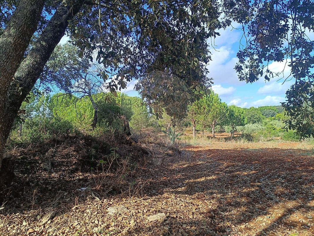 Terreno - Casével e Vaqueiros, Santarém, Santarém