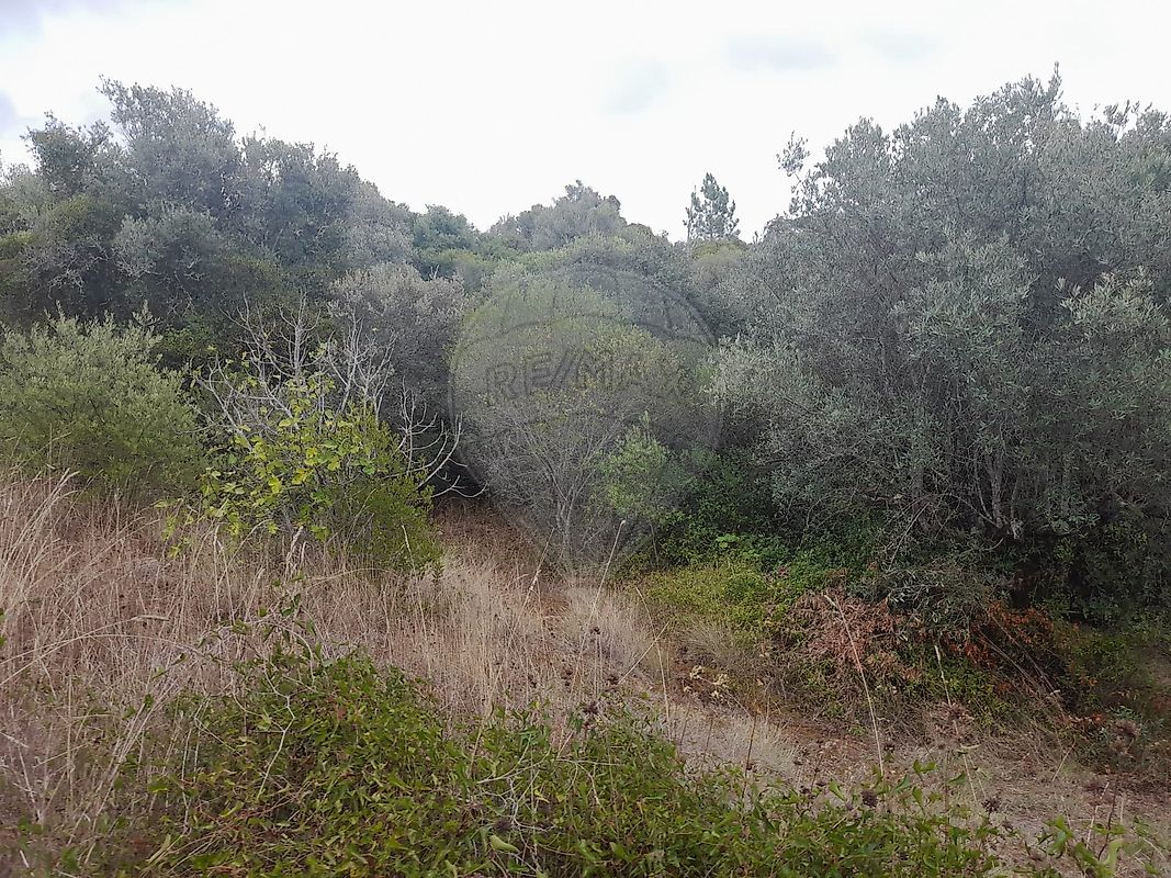 Terreno à venda em Torres Novas