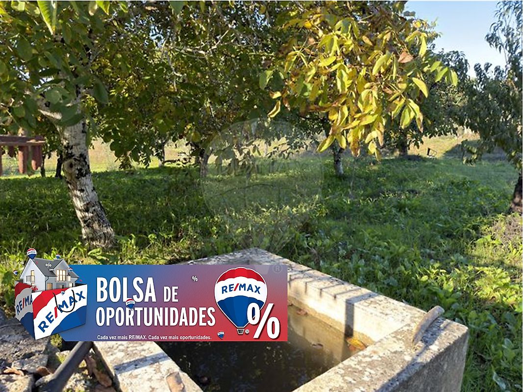 Terreno - Olaia e Paço, Torres Novas, Santarém