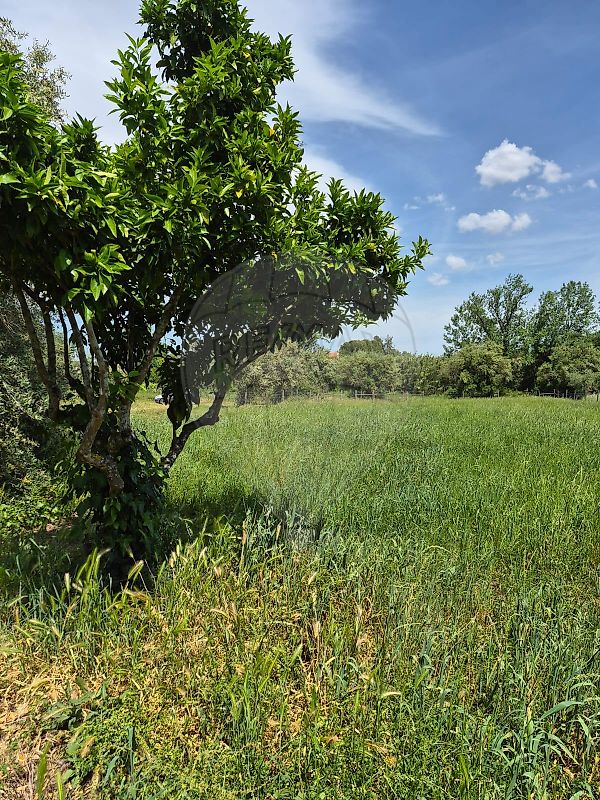 Terreno - Brogueira, Parceiros de Igreja e Alcorochel, Torres Novas, Santarém