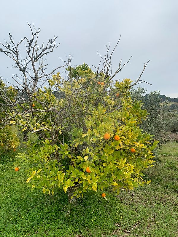 Moradia T1 à venda em Torres Novas (Santa Maria, Salvador e Santiago), Torres Novas — foto 12