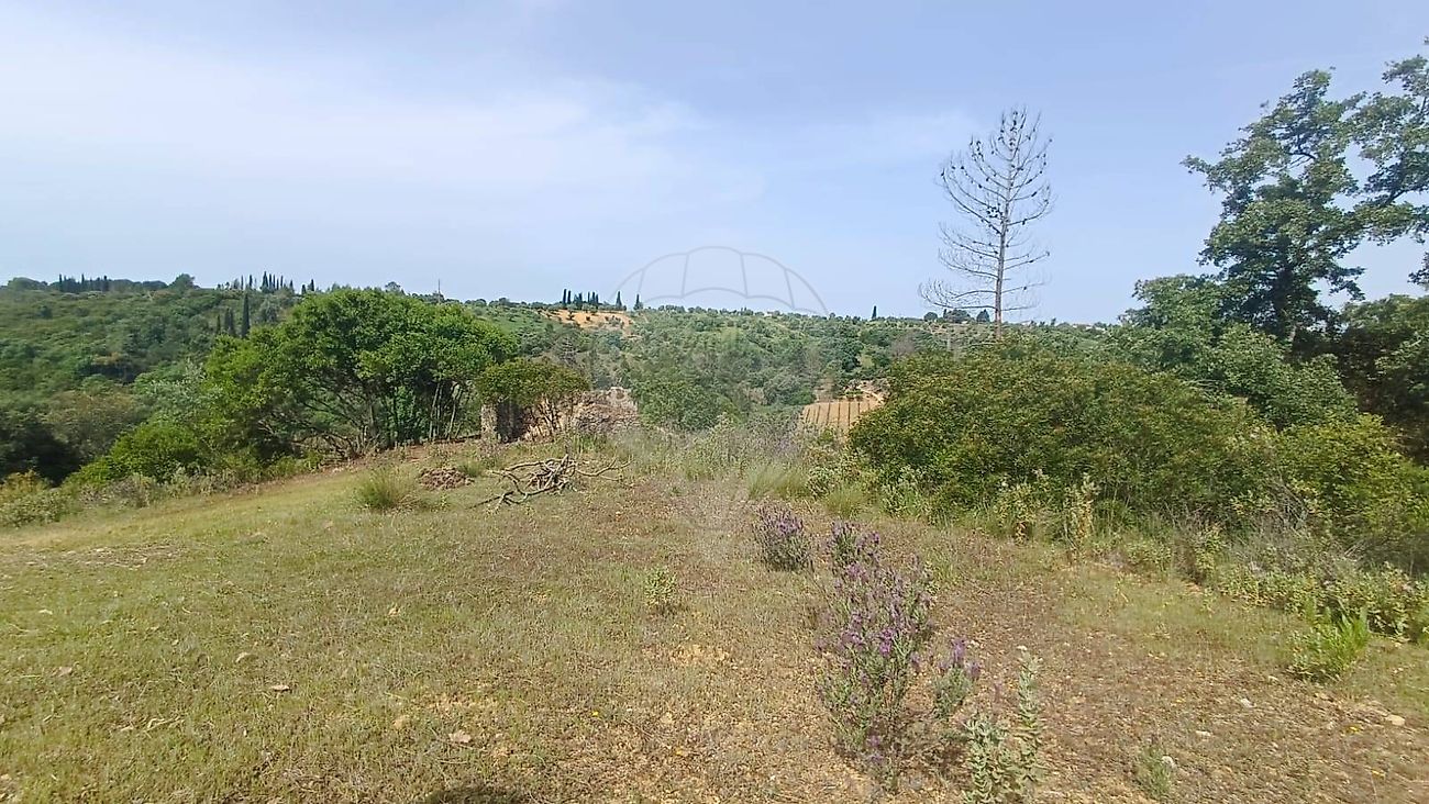 Terreno - Brogueira, Parceiros de Igreja e Alcorochel, Torres Novas, Santarém