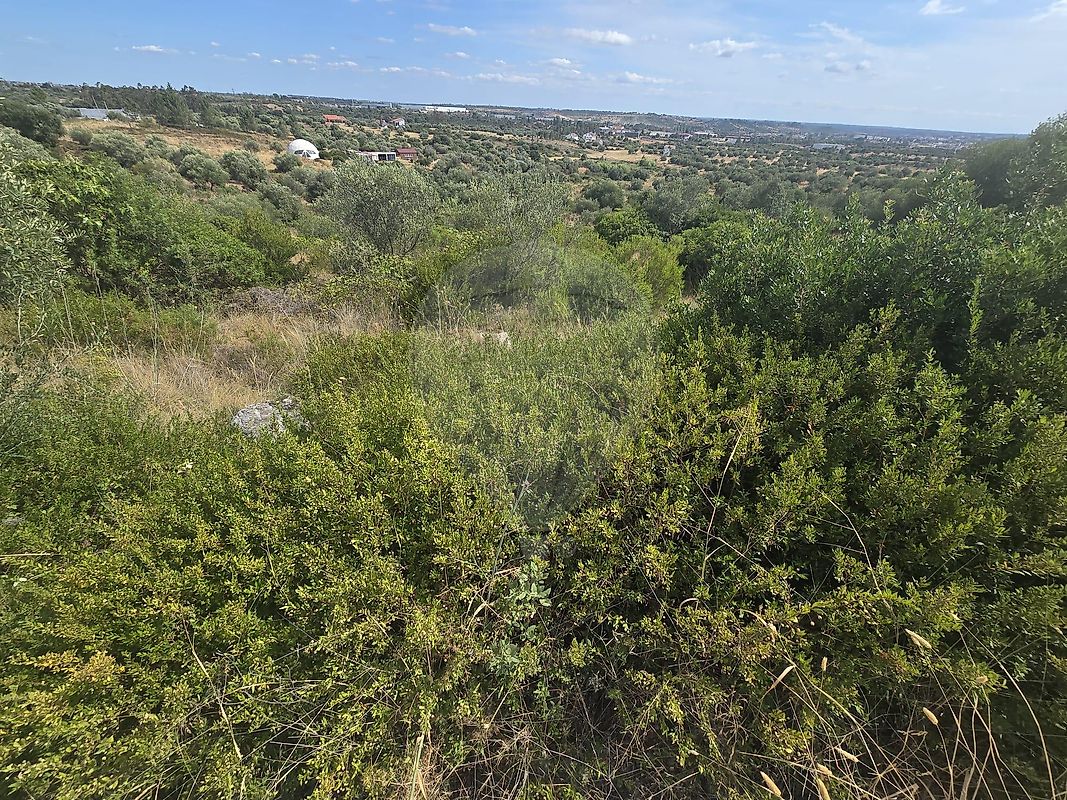 Terreno - Zibreira, Torres Novas, Santarém