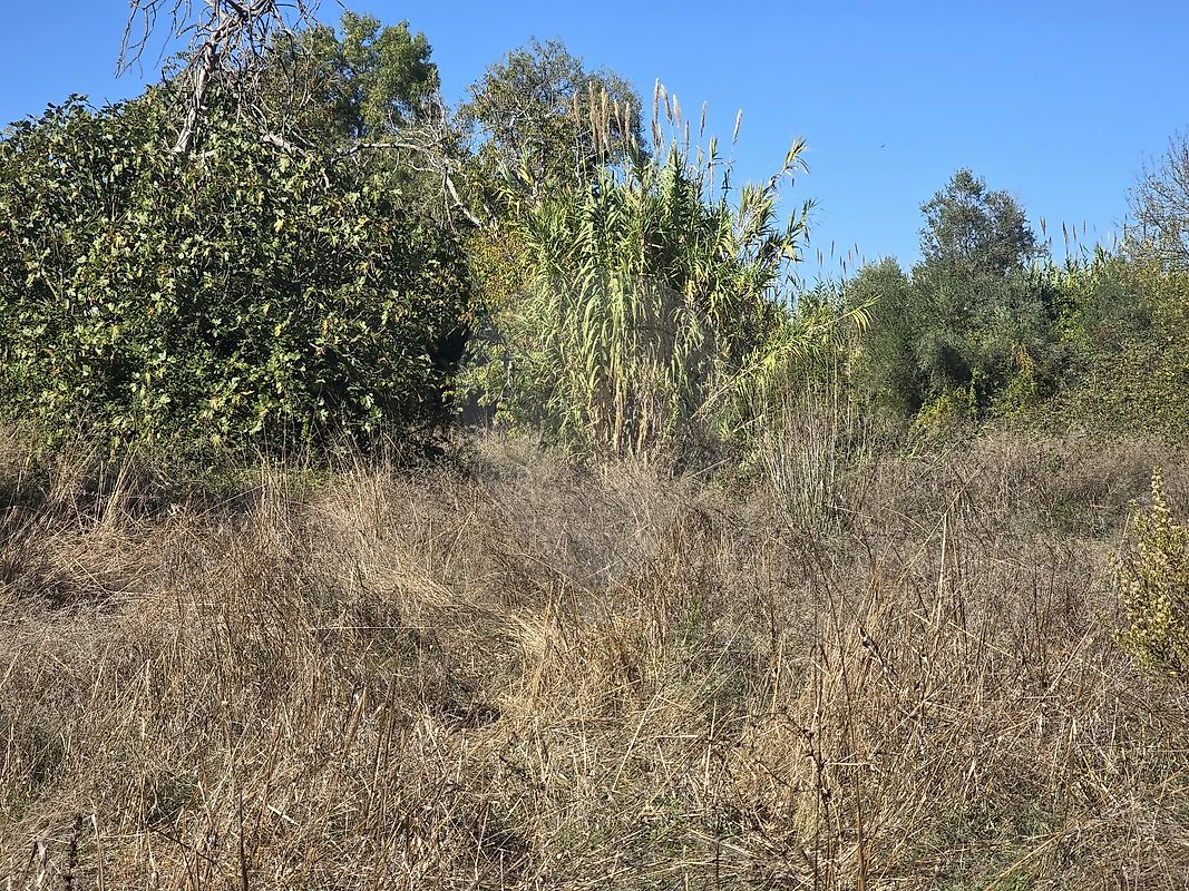 Terreno - Olaia e Paço, Torres Novas, Santarém