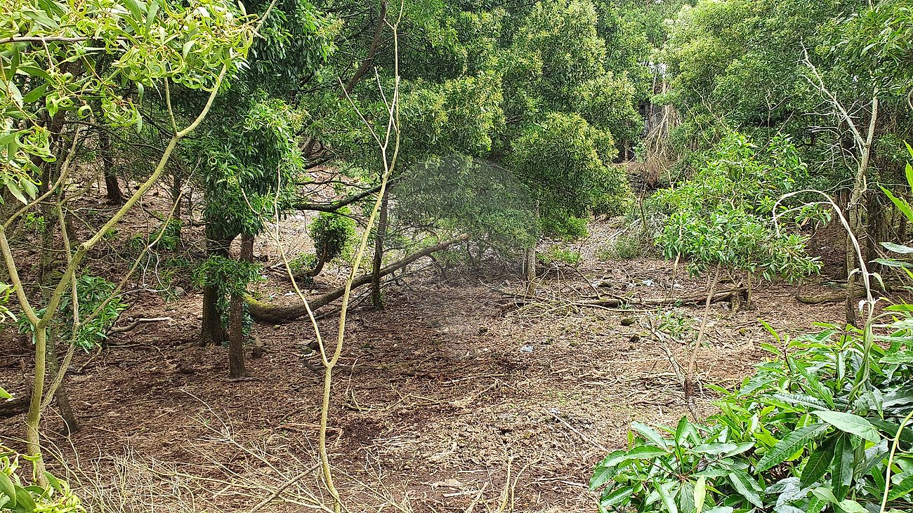 Terreno em Ribeira Grande