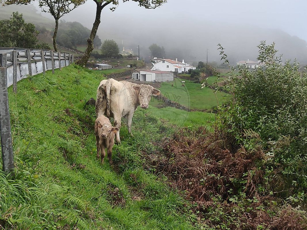 Moradia T2 à venda em Santa Bárbara, Vila do Porto — foto 20