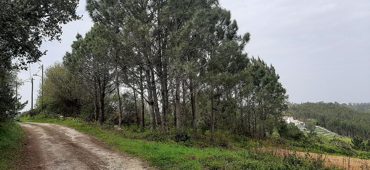 Terreno  à venda em Bocal