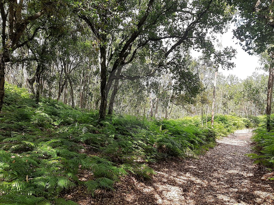 Terreno  à venda em Mafra