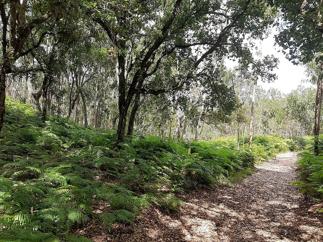 Terreno  à venda em Mafra