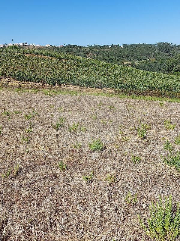 Terreno  à venda em Chanca