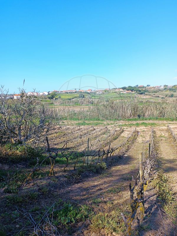 listing-picture-0