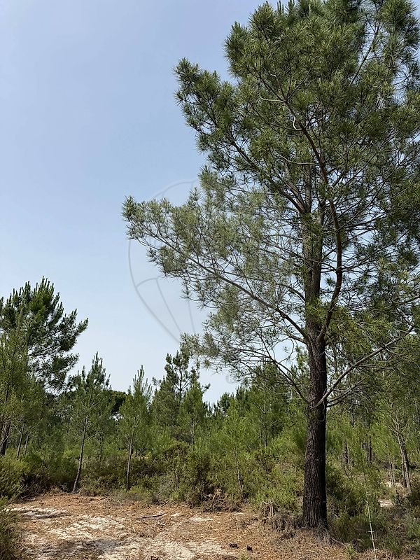 Terreno - Grândola e Santa Margarida da Serra, Grândola, Setúbal