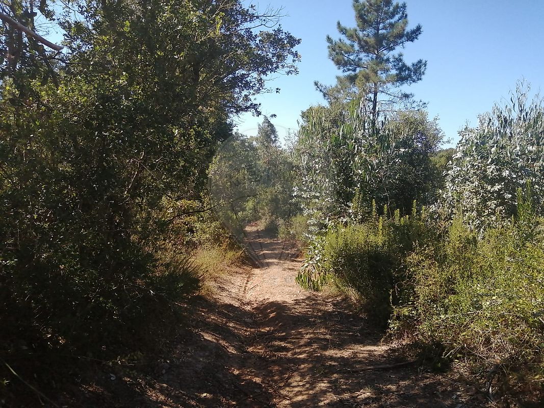 Terreno - Aljubarrota, Alcobaça, Leiria
