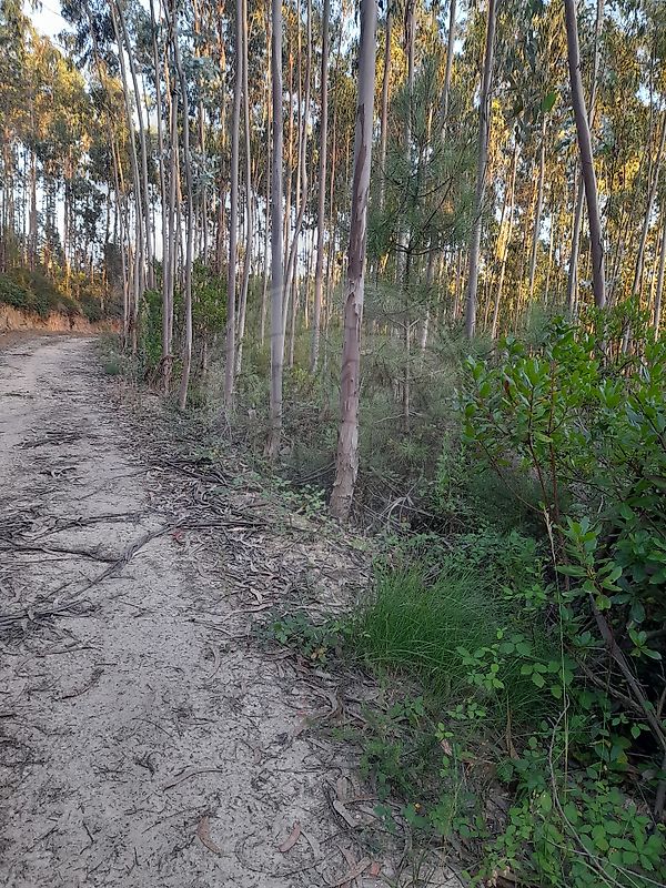 Terreno à venda em Alcobaça