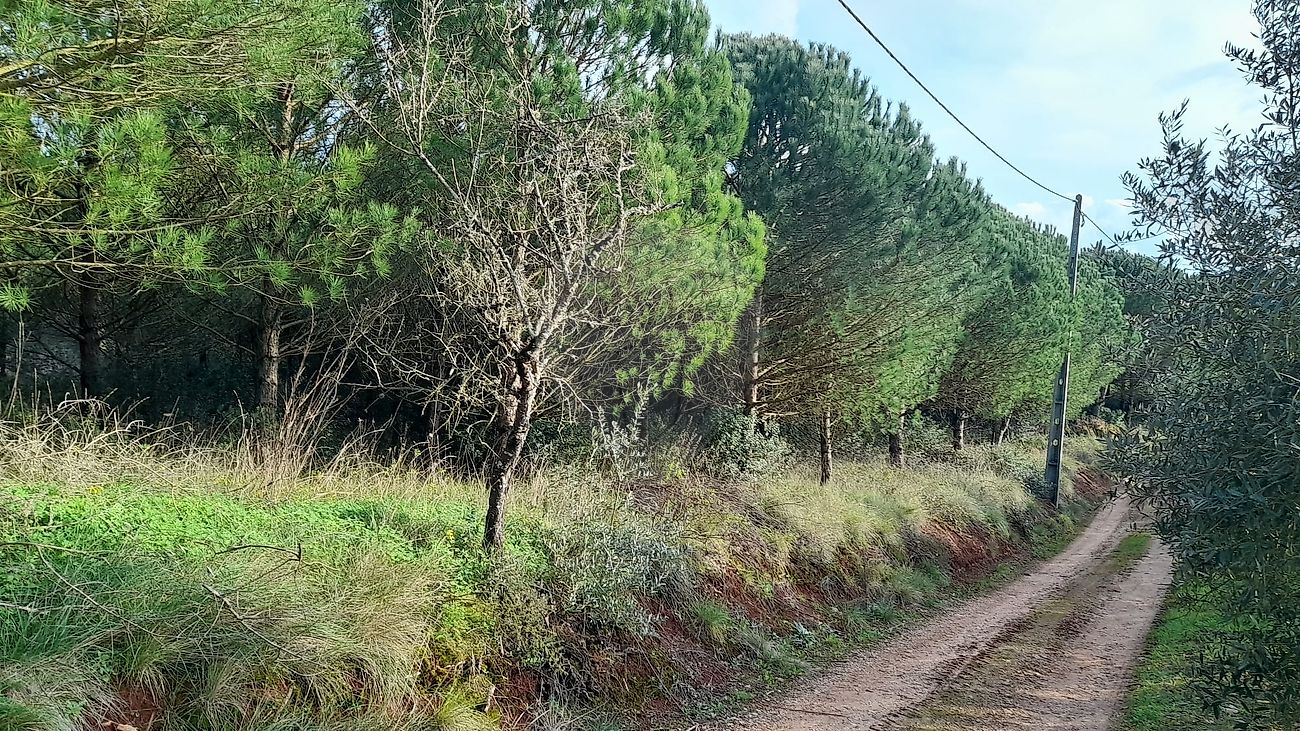 Terreno à venda em Porto de Mós