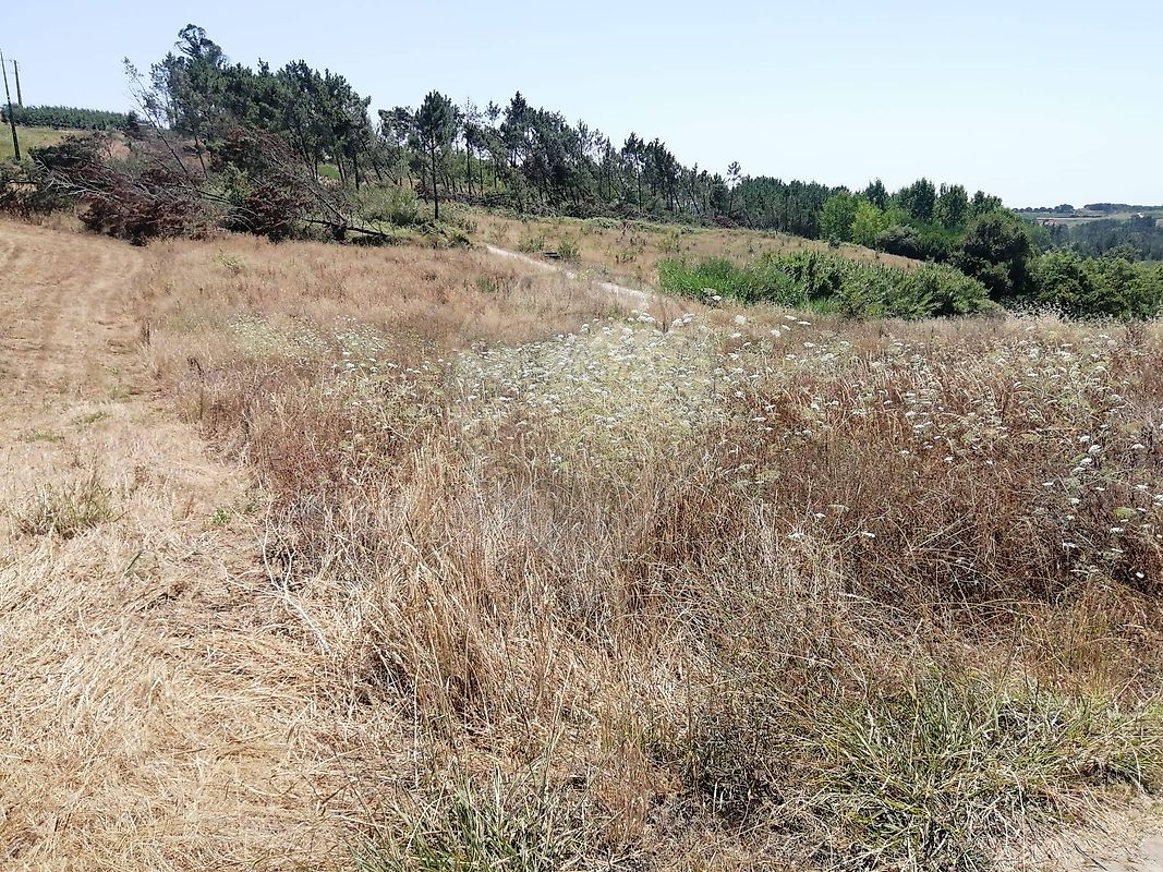 Terreno - Coz, Alpedriz e Montes, Alcobaça, Leiria