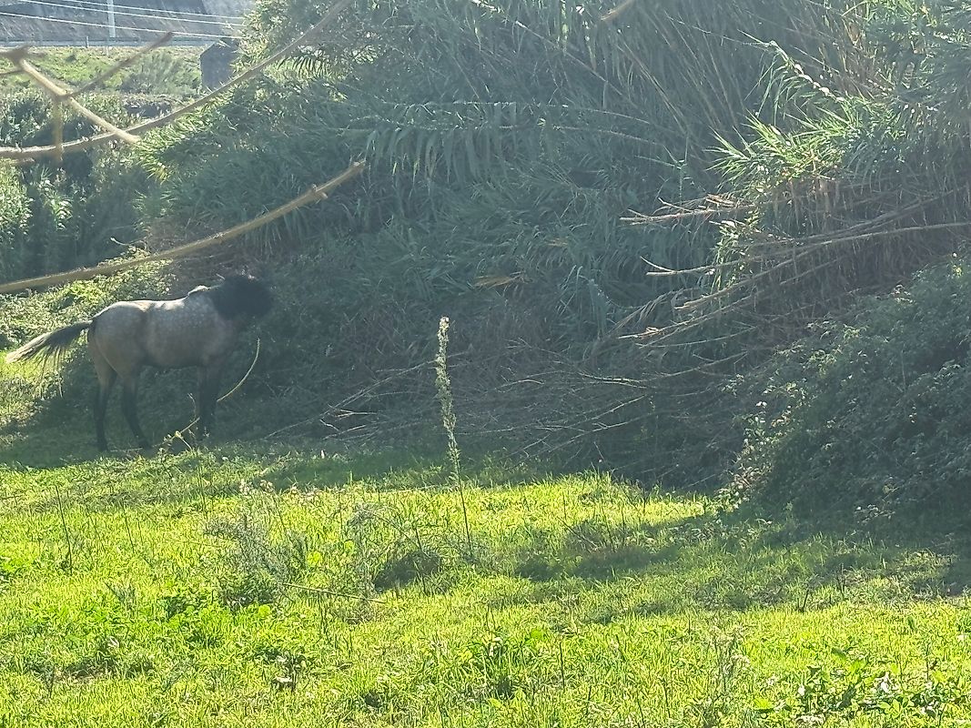 Terreno para arrendar em Sintra