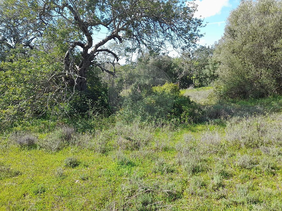 Moradia T3 à venda em São Bartolomeu de Messines, Silves — foto 10
