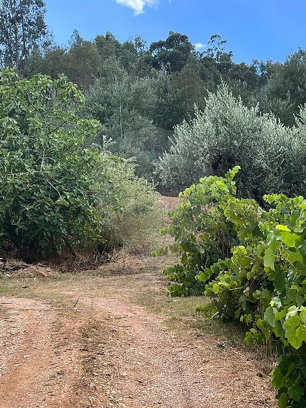 Terreno - Maçãs de Dona Maria, Alvaiázere, Leiria