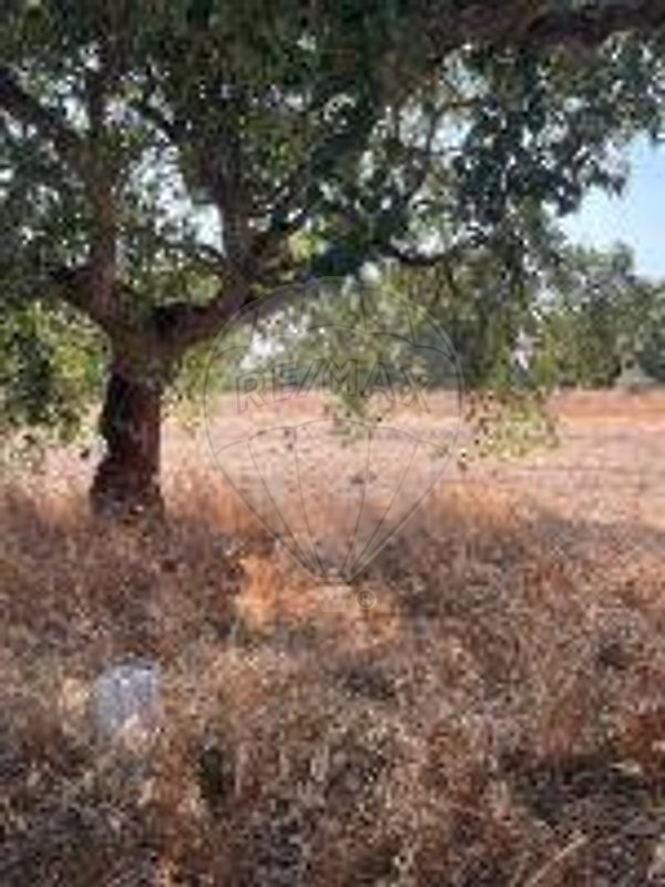 Terreno à venda em Benavente