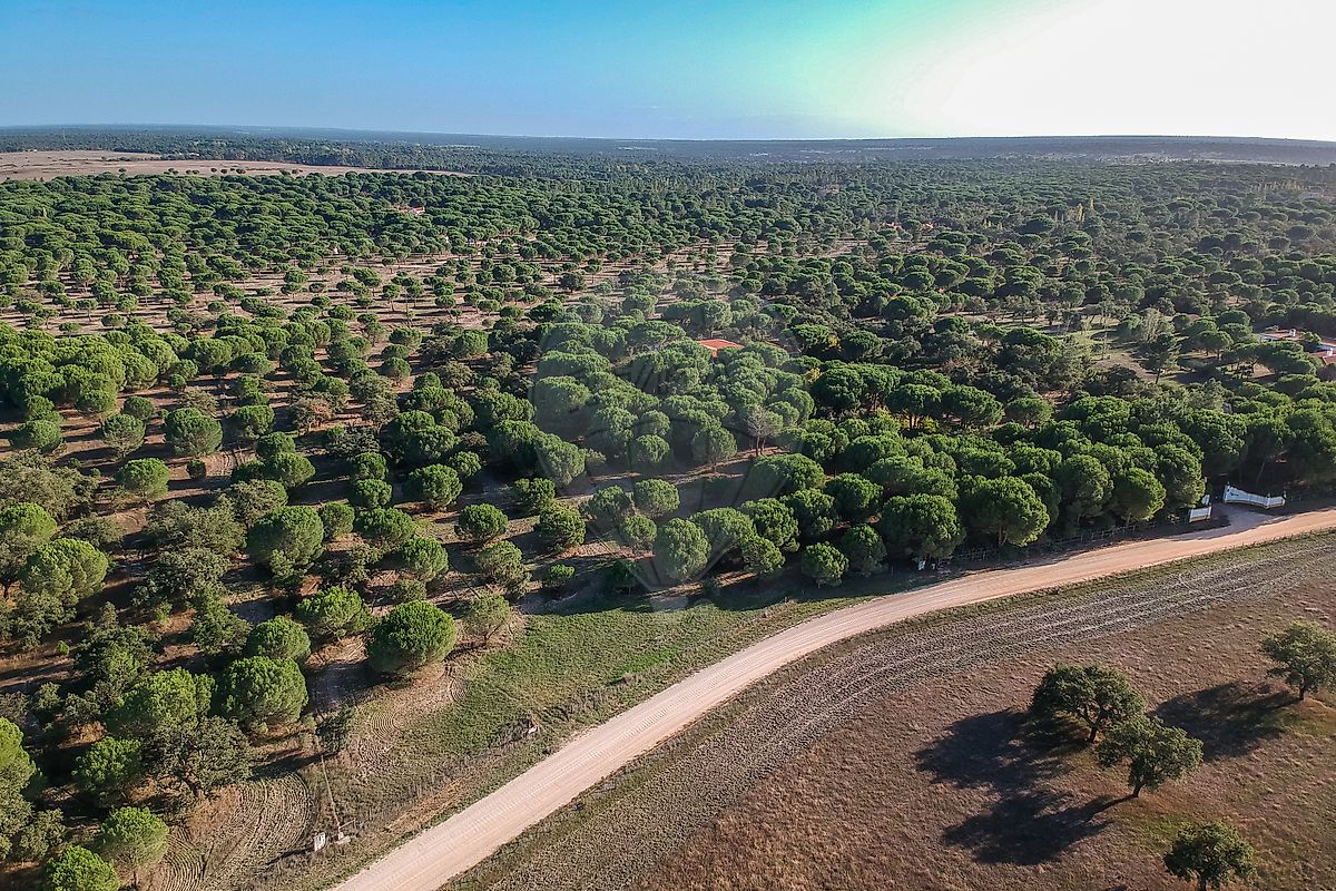 Terreno - Santo Estevão, Benavente, Santarém