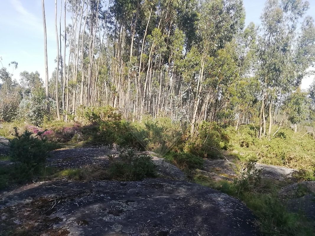Terreno  para venda