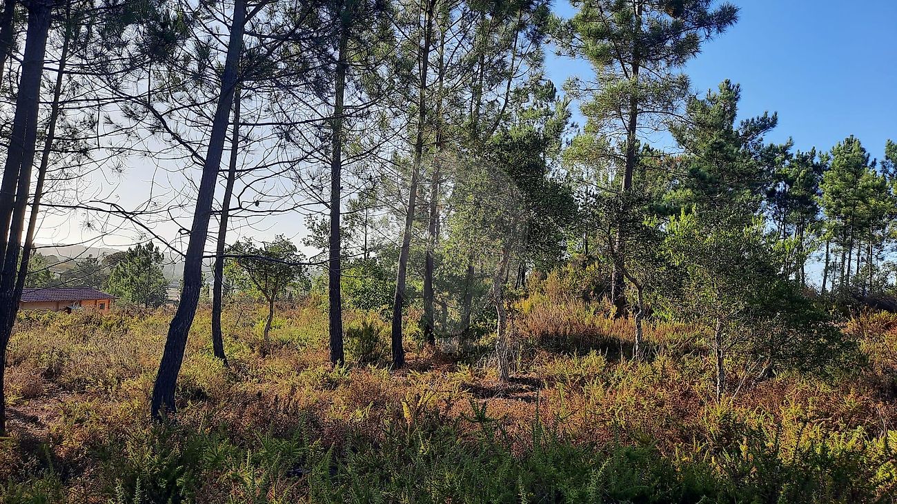 Terreno  para venda
