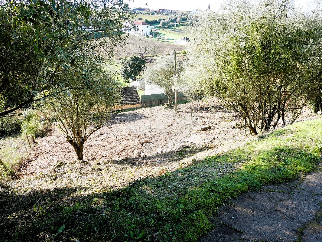 Terreno - Almoster, Santarém, Santarém