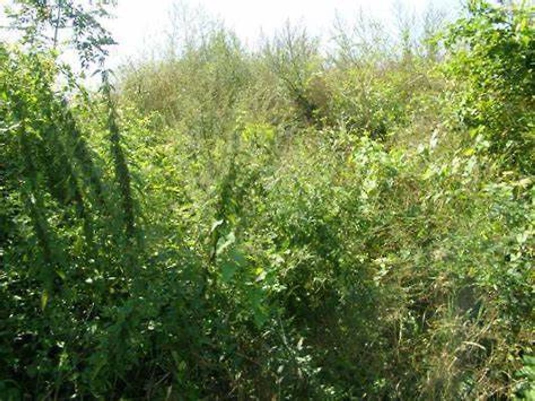 Terreno  à venda em Viseu