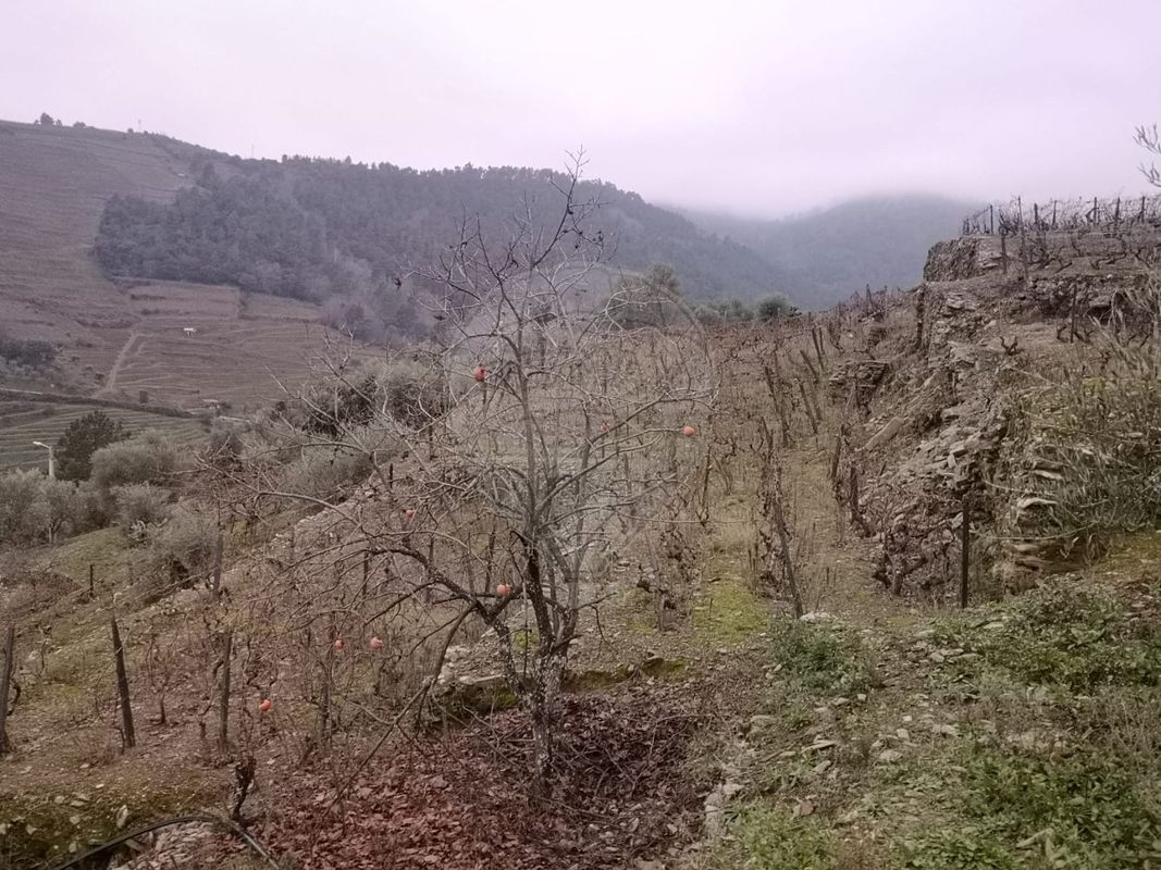 TODO