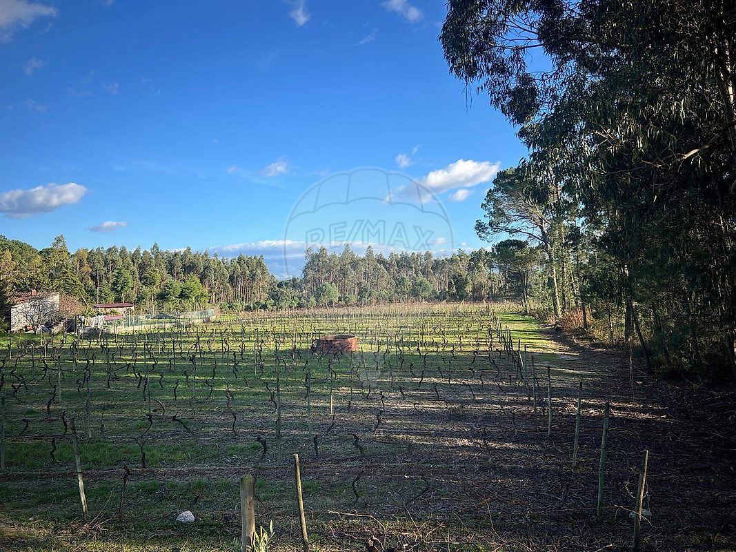 Terreno à venda em Nelas