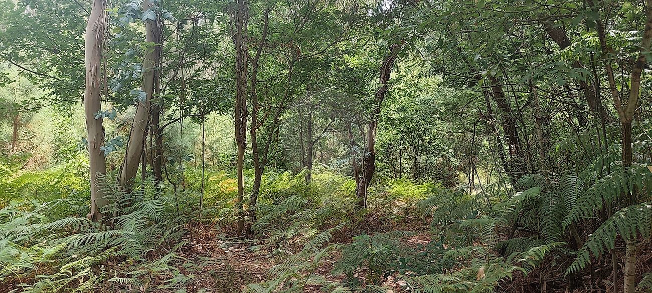 Terreno - Boa Aldeia, Farminhão e Torredeita, Viseu, Viseu