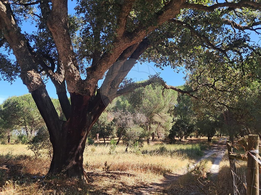 Terreno - Poceirão e Marateca, Palmela, Setúbal