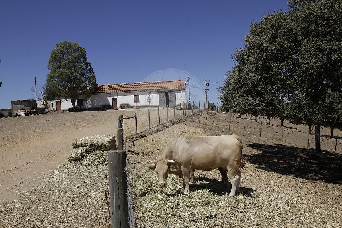 Herdade para venda