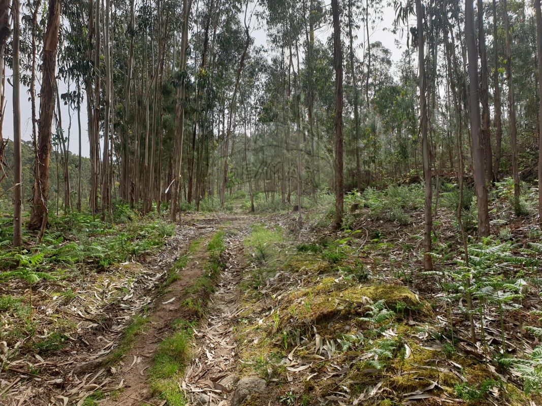 Terreno  para venda