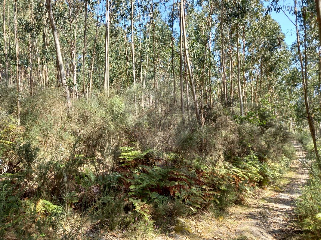 Terreno para venda