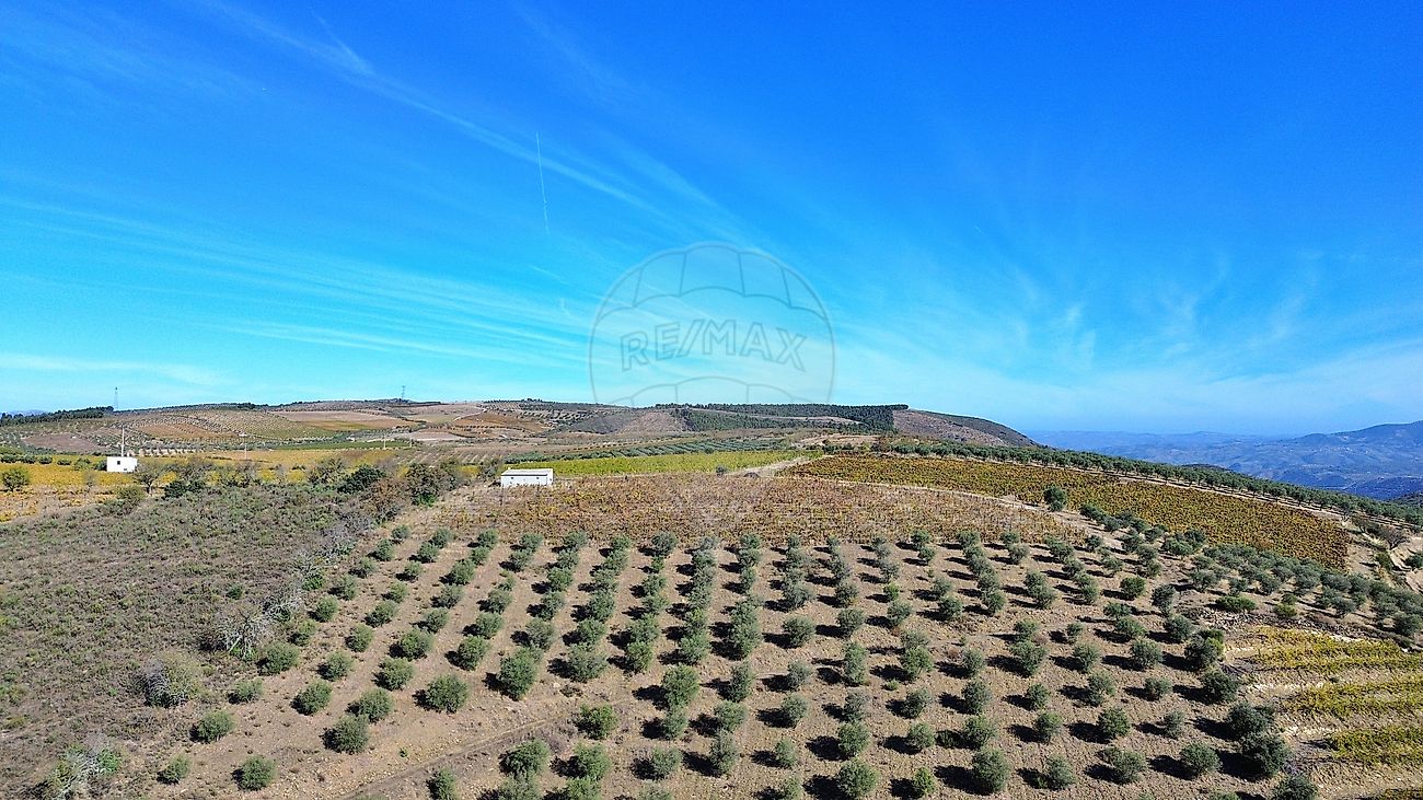 Imagem detalhe 7