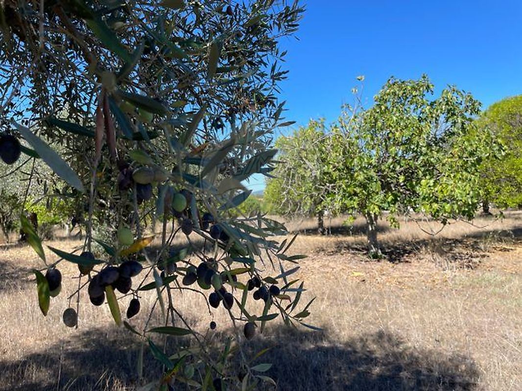 Terreno - Riachos, Torres Novas, Santarém