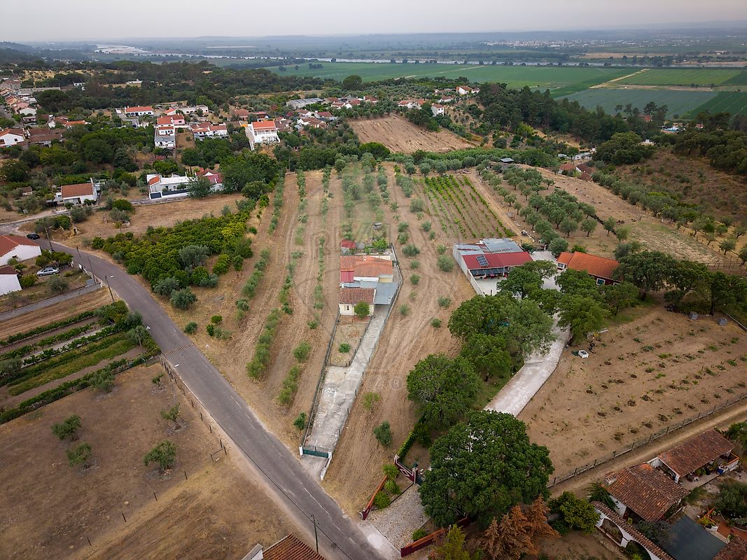 Terreno - Chamusca e Pinheiro Grande, Chamusca, Santarém