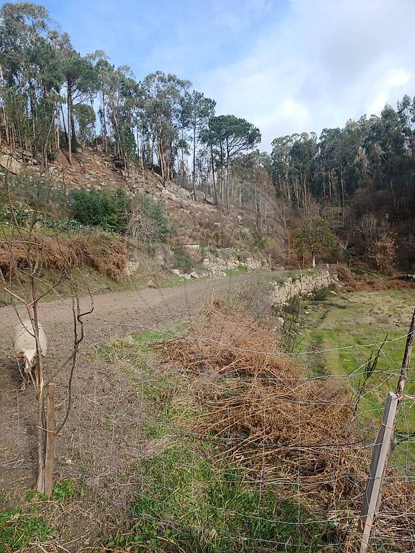 Terreno - Tabuado, Marco de Canaveses, Porto