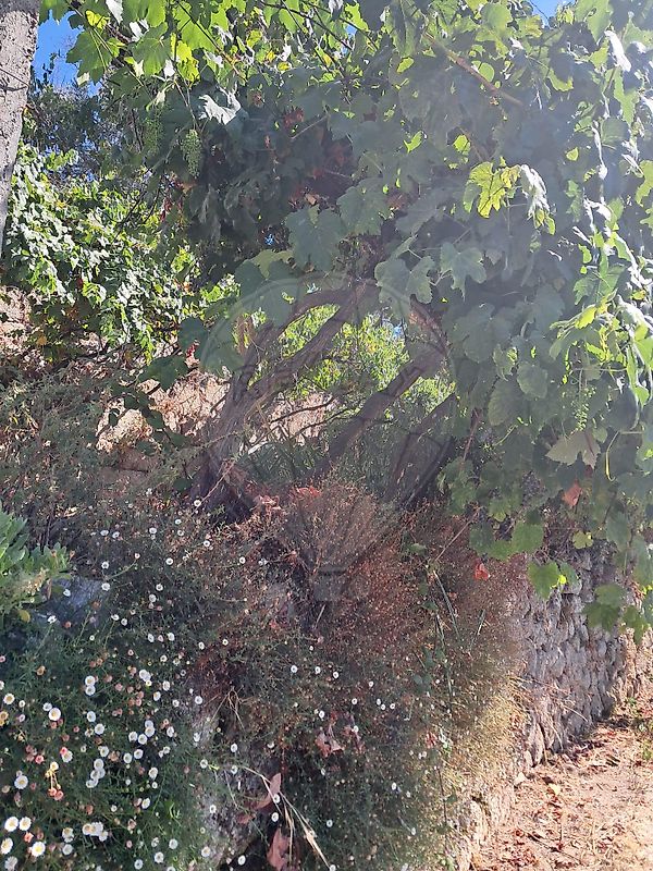 Terreno - Gove, Baião, Porto