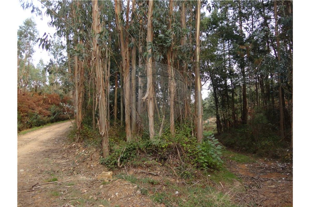 Pinhal com 4980m2 Moitinhal