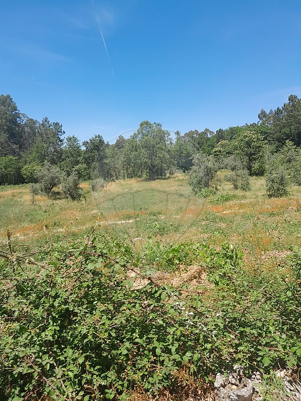 Terreno - Vilar de Besteiros e Mosteiro de Fráguas, Tondela, Viseu