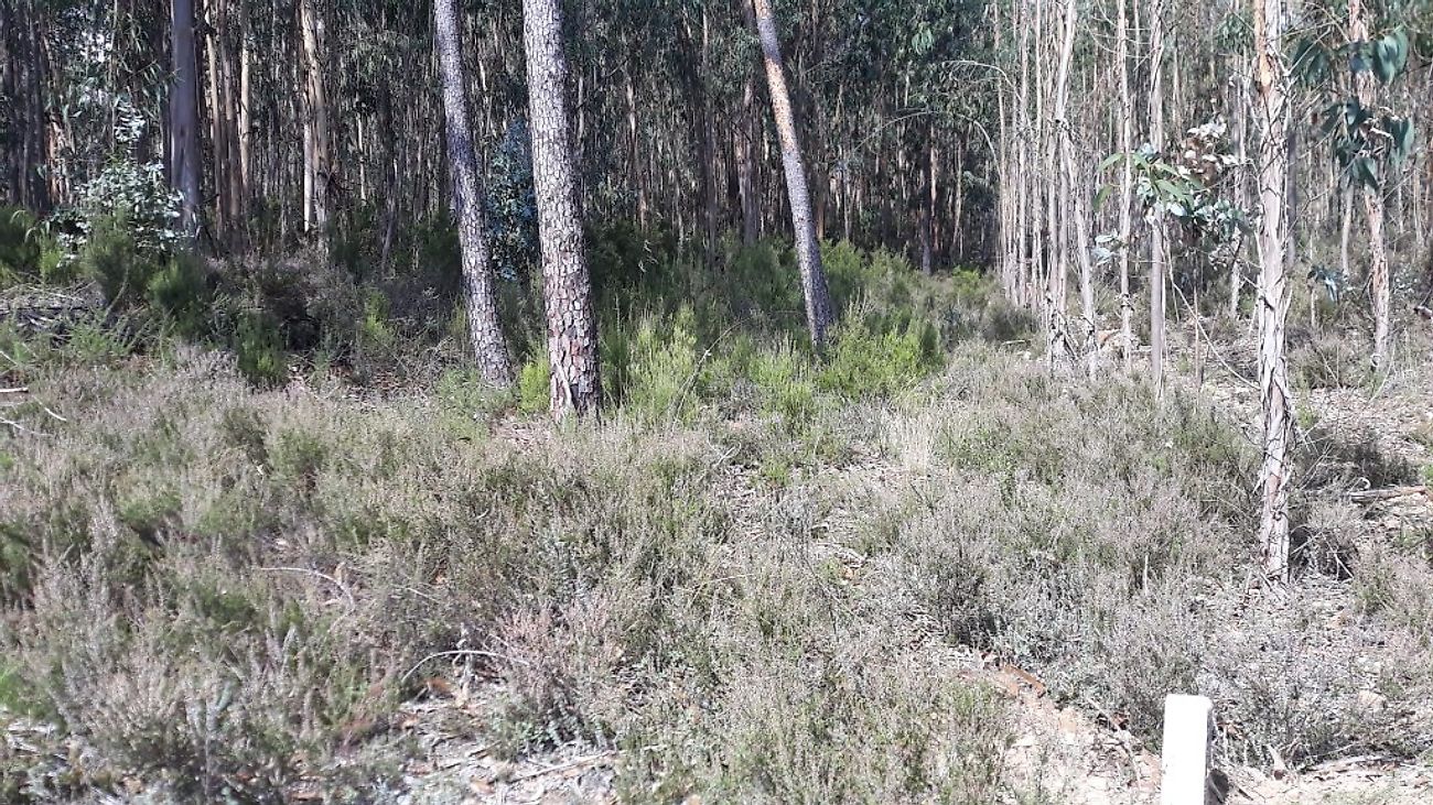 Terreno  à venda em Pombal