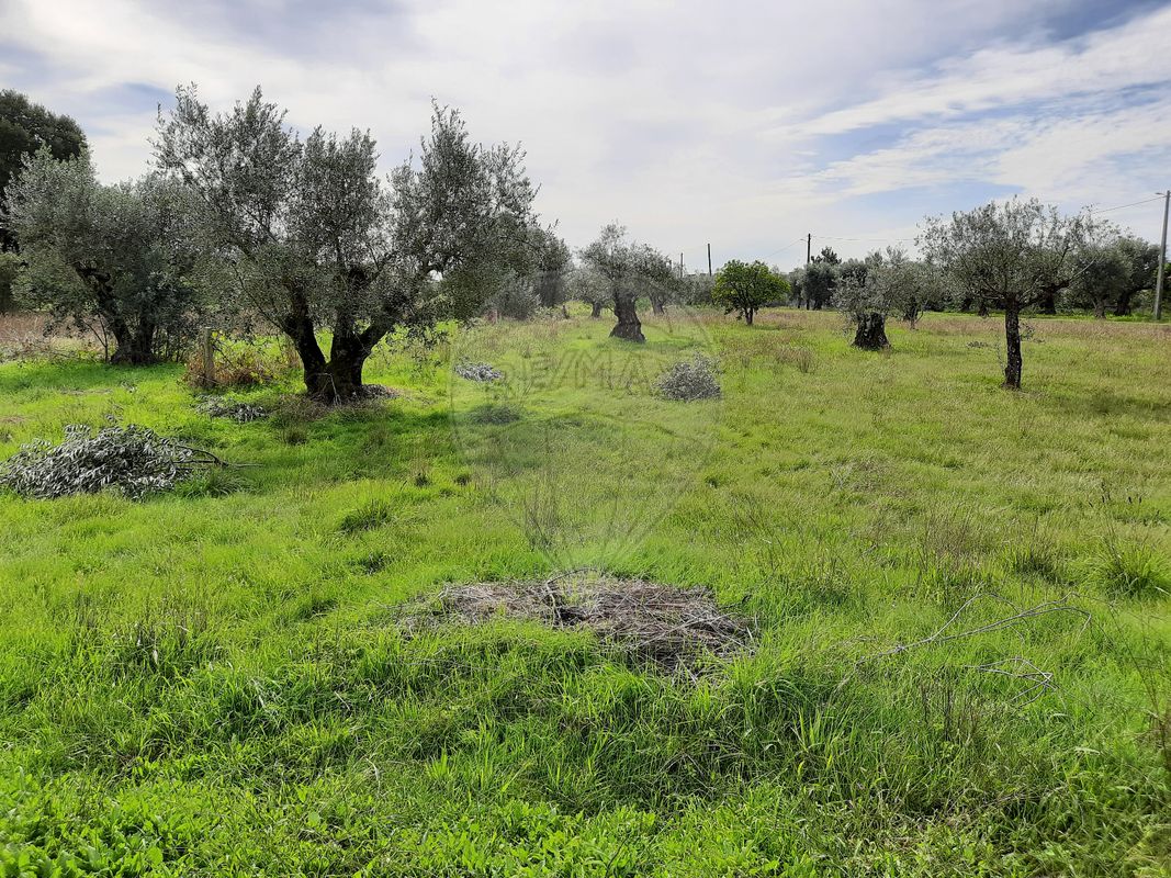 Terreno  para venda