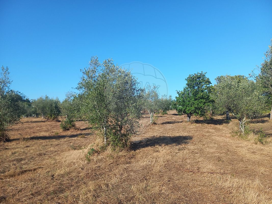 Terreno à venda em Alvaiázere