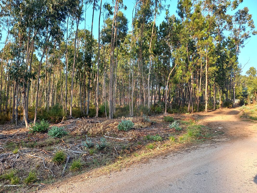 Terreno  para venda