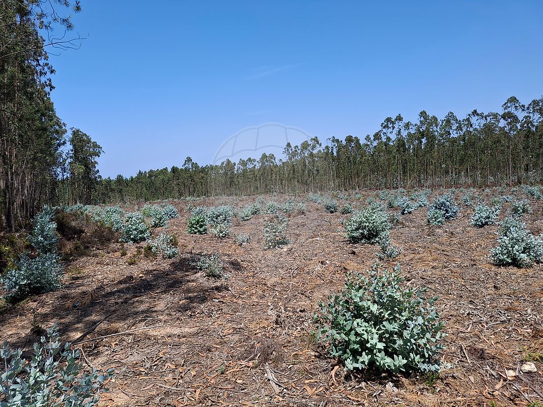 Terreno para venda