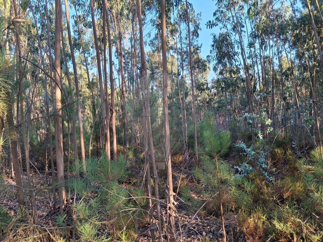 Terreno  para venda